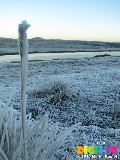 SX17093 Frost covered grass helm